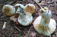 Russula compacta image