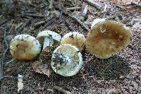 Russula compacta image