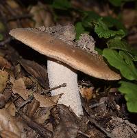 Amanita velosa image