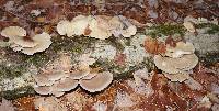 Pleurotus populinus image