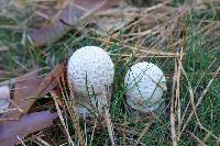 Amanita muscaria var. guessowii image