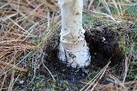 Amanita muscaria image