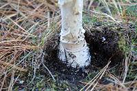 Amanita muscaria var. guessowii image