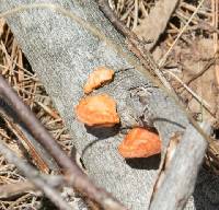 Pycnoporus cinnabarinus image