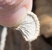 Schizophyllum commune image