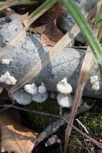 Schizophyllum commune image