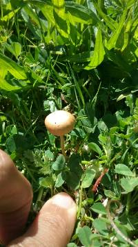 Agrocybe pediades image