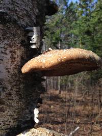 Fomitopsis betulina image