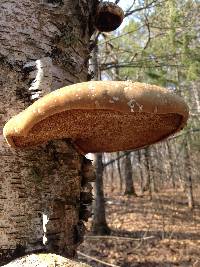 Piptoporus betulinus image