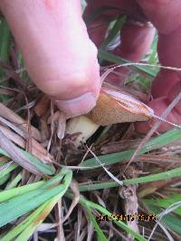 Suillus granulatus image