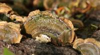 Trametes versicolor image