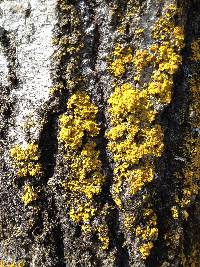 Xanthoria ulophyllodes image