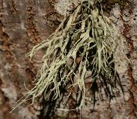 Ramalina farinacea image