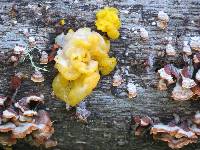 Tremella aurantia image