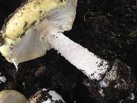 Amanita phalloides image