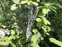 Ramalina menziesii image