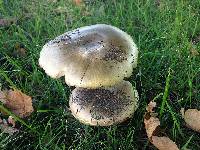 Amanita phalloides image