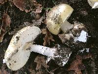 Amanita phalloides image