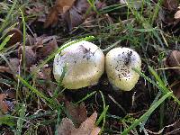 Amanita phalloides image