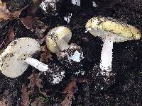 Amanita phalloides image