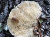 Trametes versicolor image