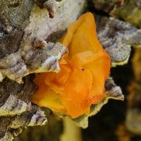 Tremella aurantia image