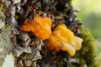 Tremella aurantia image