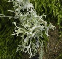 Evernia prunastri image