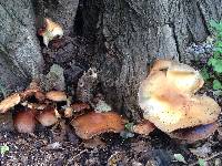 Agrocybe parasitica image