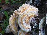 Trametes versicolor image