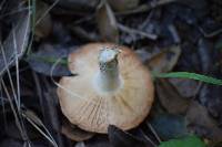 Amanita velosa image