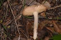 Amanita velosa image