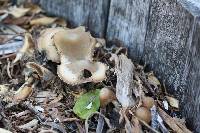 Psathyrella candolleana image