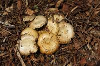 Agrocybe praecox image