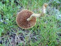 Agrocybe pediades image