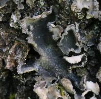 Peltigera collina image