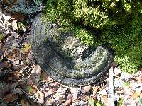 Ganoderma applanatum image