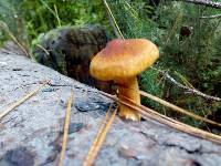 Gymnopilus junonius image