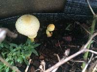 Leucocoprinus birnbaumii image