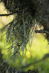 Ramalina subleptocarpha image