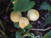 Leucocoprinus birnbaumii image