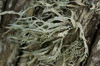 Ramalina subleptocarpha image