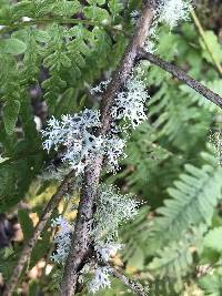 Evernia prunastri image