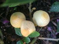 Leucocoprinus birnbaumii image