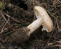 Amanita calyptratoides image