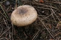 Amanita calyptratoides image