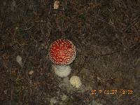 Amanita muscaria image