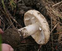 Amanita calyptratoides image