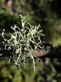 Ramalina farinacea image