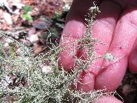 Usnea intermedia image